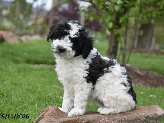 Miniature Poodle dogs for sale: Sundae - Ad 1