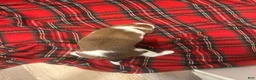 Mixed Breed dogs for sale: Mixed Breed Puppy 1 - Ad 2