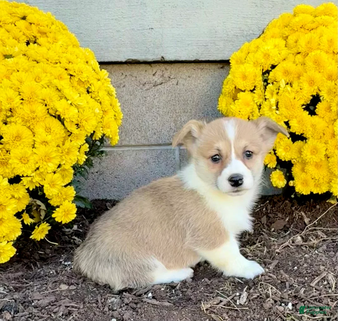 Welsh Corgi Pembroke dogs for sale: Sandra - Ad 6