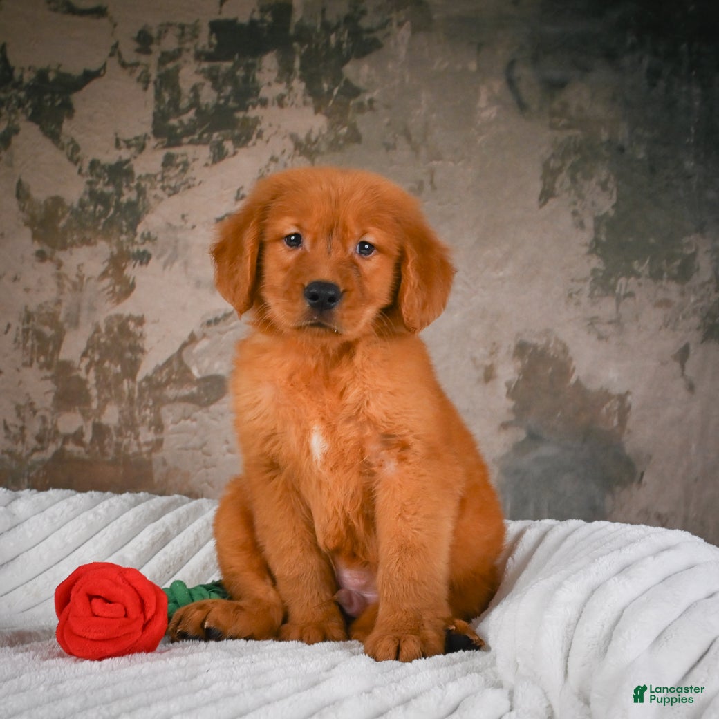 Golden Retriever dogs Bruno - Ad 1