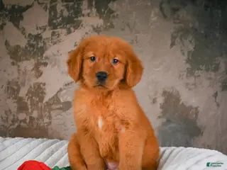 Golden Retriever dogs for sale: Bruno - Ad 1
