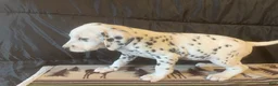 Dalmatian dogs for sale: Dandelion  - Ad 2
