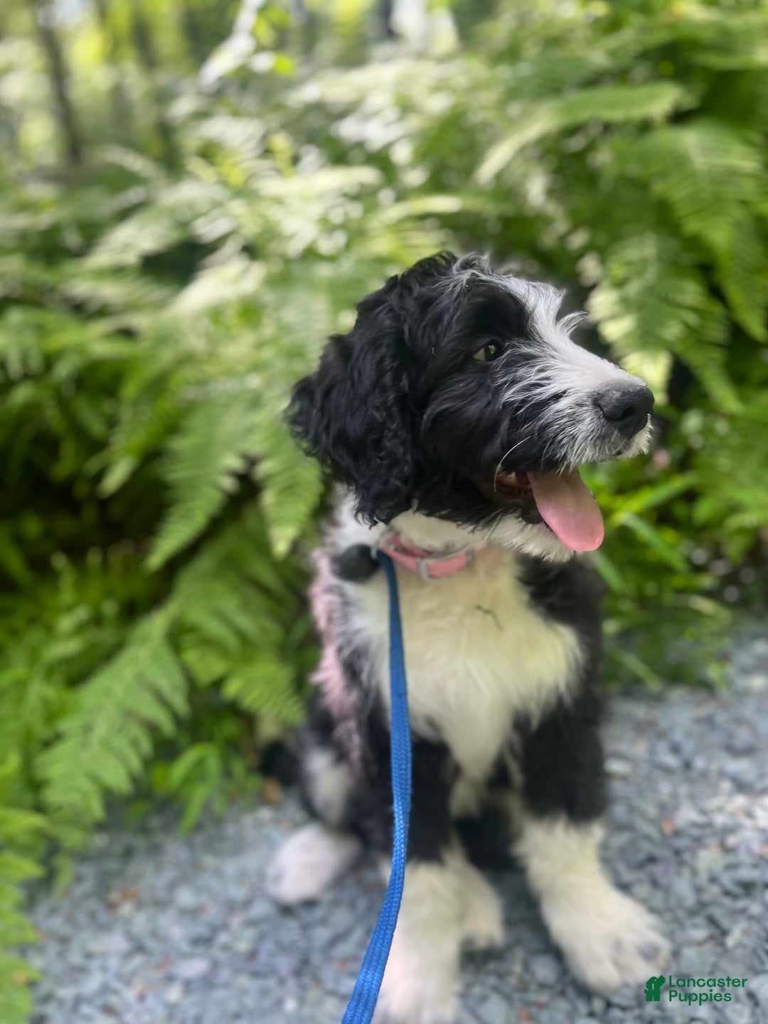 Gallery Image {{count}}