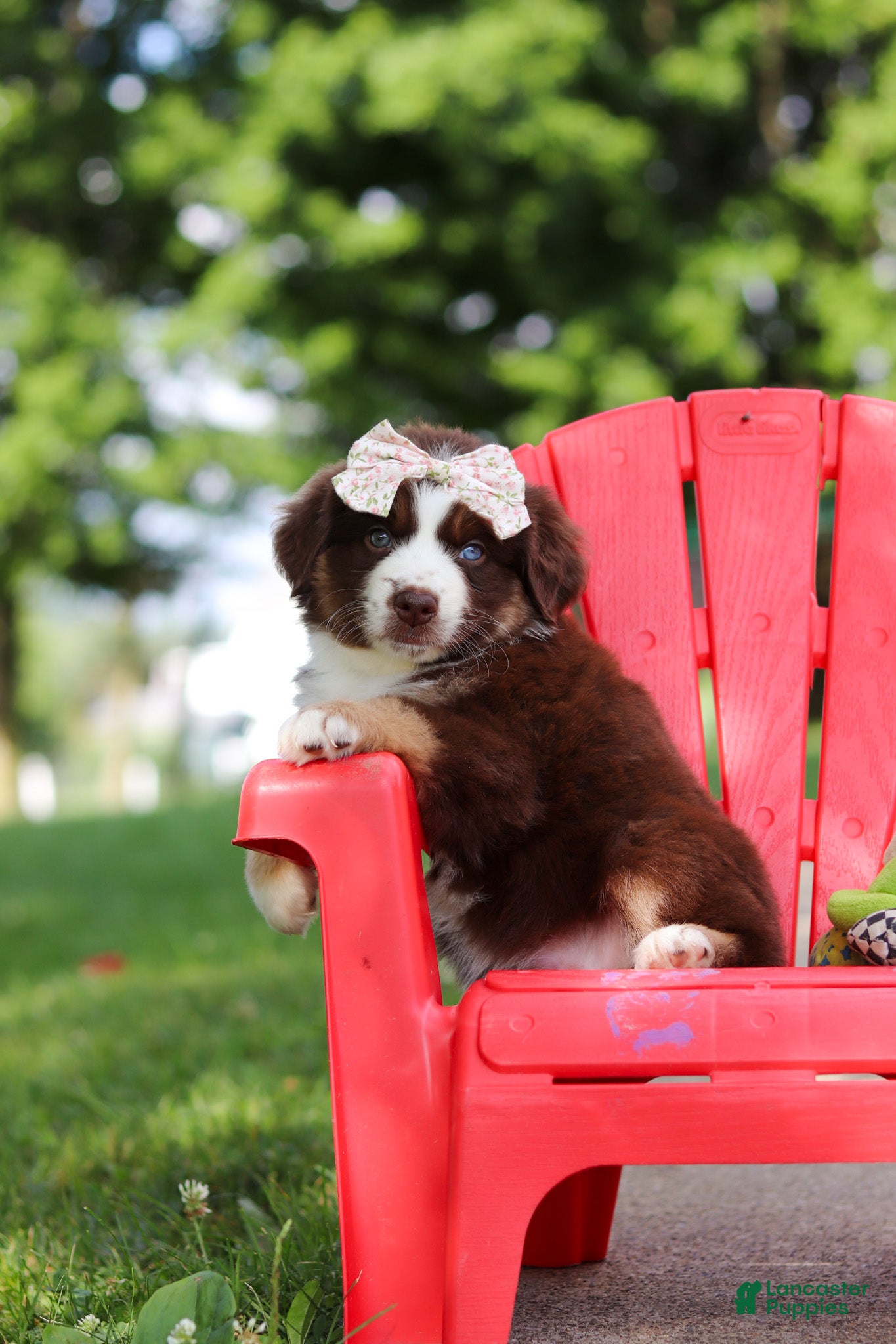 Miniature Australian Shepherd dogs Sedona - Ad 2