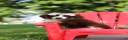 Miniature Australian Shepherd dogs for sale: Sedona - Ad 2