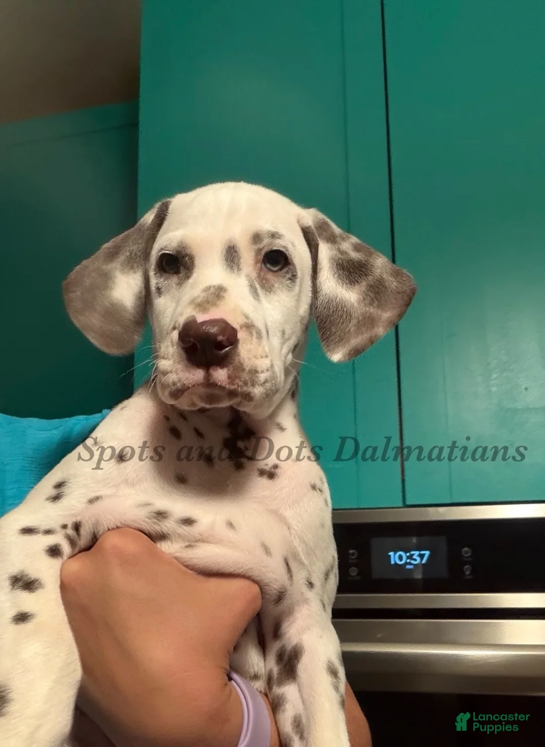 Dalmatian dogs for sale: Bo - Ad 4