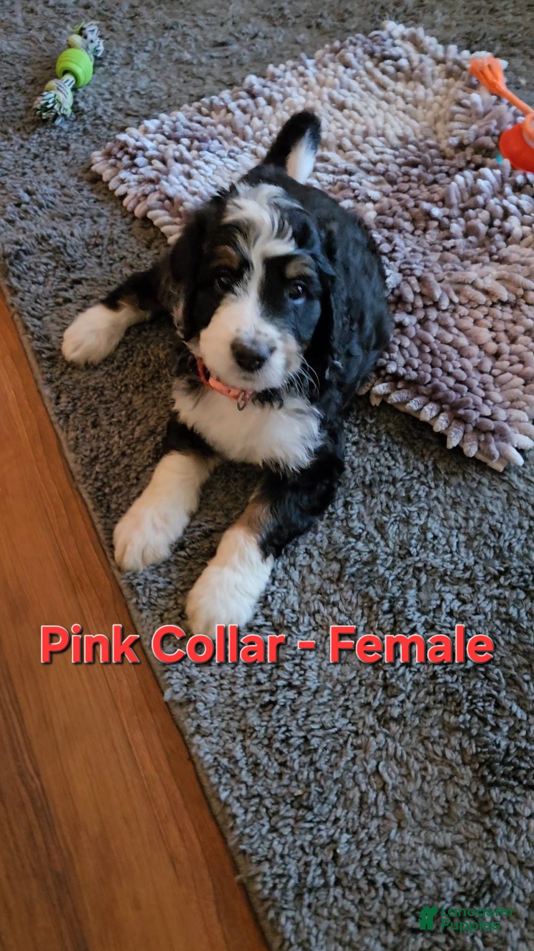Bernedoodle dogs Bernedoodle 5 Pink collar  - Ad 4