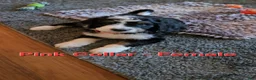 Bernedoodle dogs for sale: Bernedoodle 5 Pink collar  - Ad 1