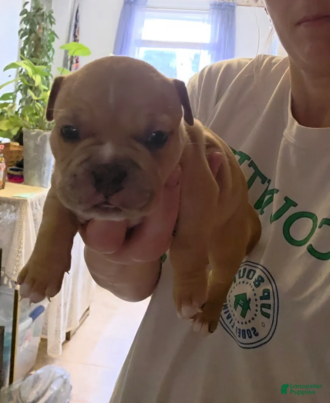 American Bully dogs for sale: Porsche - Ad 1