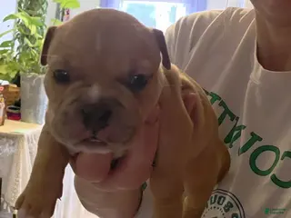 American Bully dogs for sale: Porsche - Ad 4