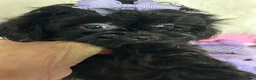 Shihpoo dogs for sale: Shihpoo 3 - Ad 5