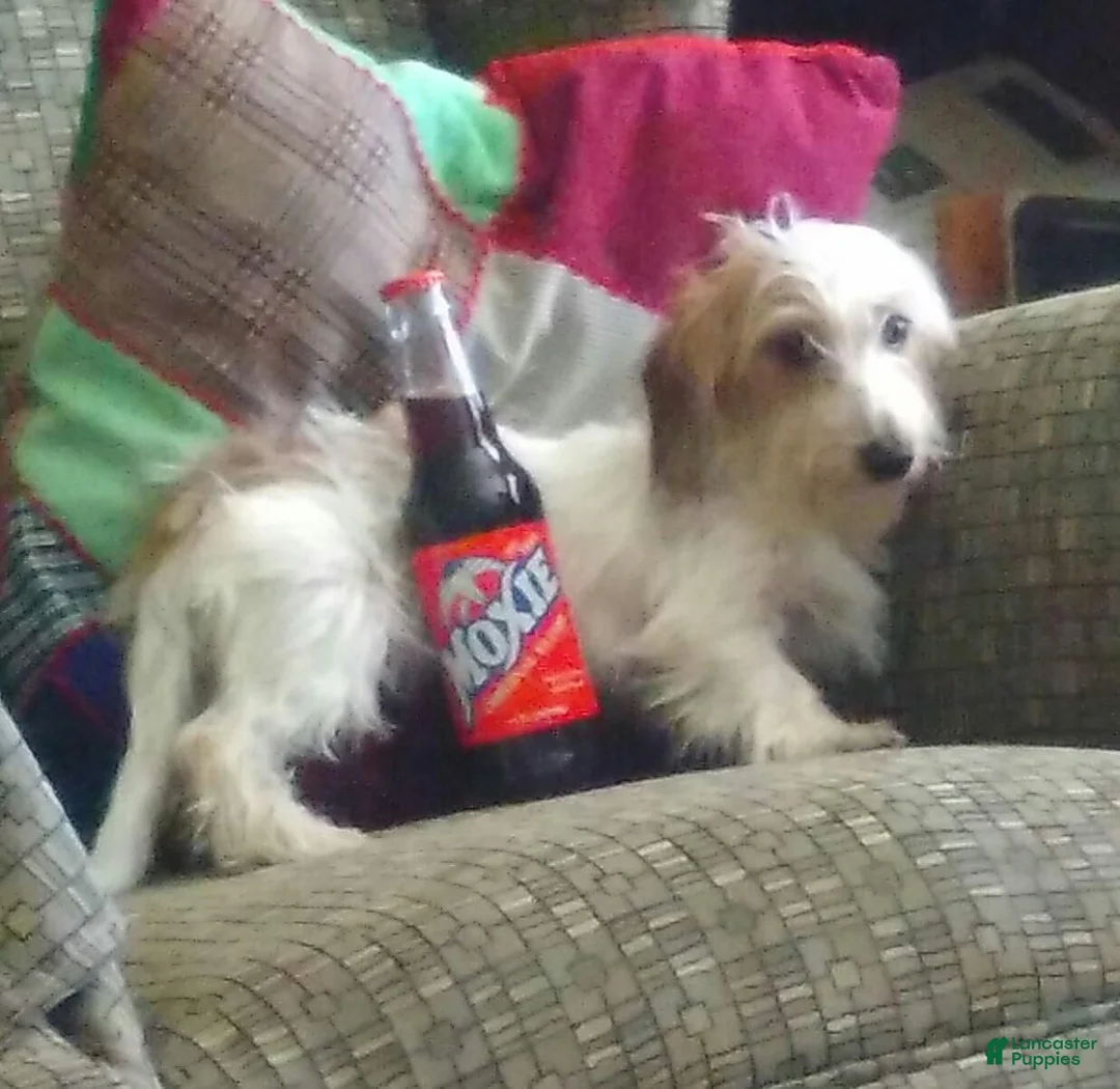 Miniature Dachshund dogs for sale: Miniature Dachshund 2 - Ad 2