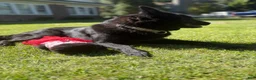 Mixed Breed dogs for sale: Pepper - Ad 5