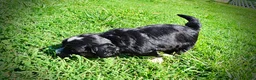 Havapoo dogs for sale: Taz - Ad 12
