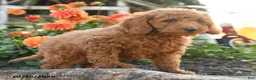 Mini Goldendoodle dogs for sale: Lloyd - Ad 5