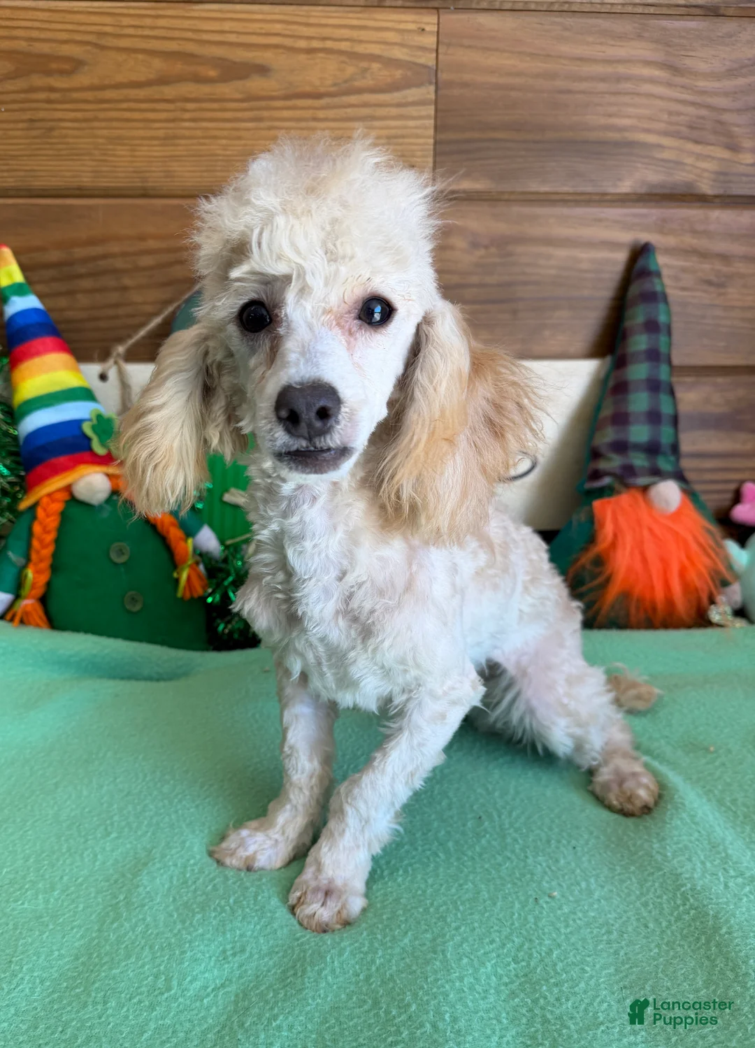 Toy Poodle dogs for sale: Newton - Ad 1