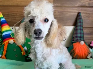 Toy Poodle dogs Newton - Ad 16