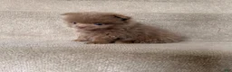 Pomeranian dogs for sale: Rex - Ad 6