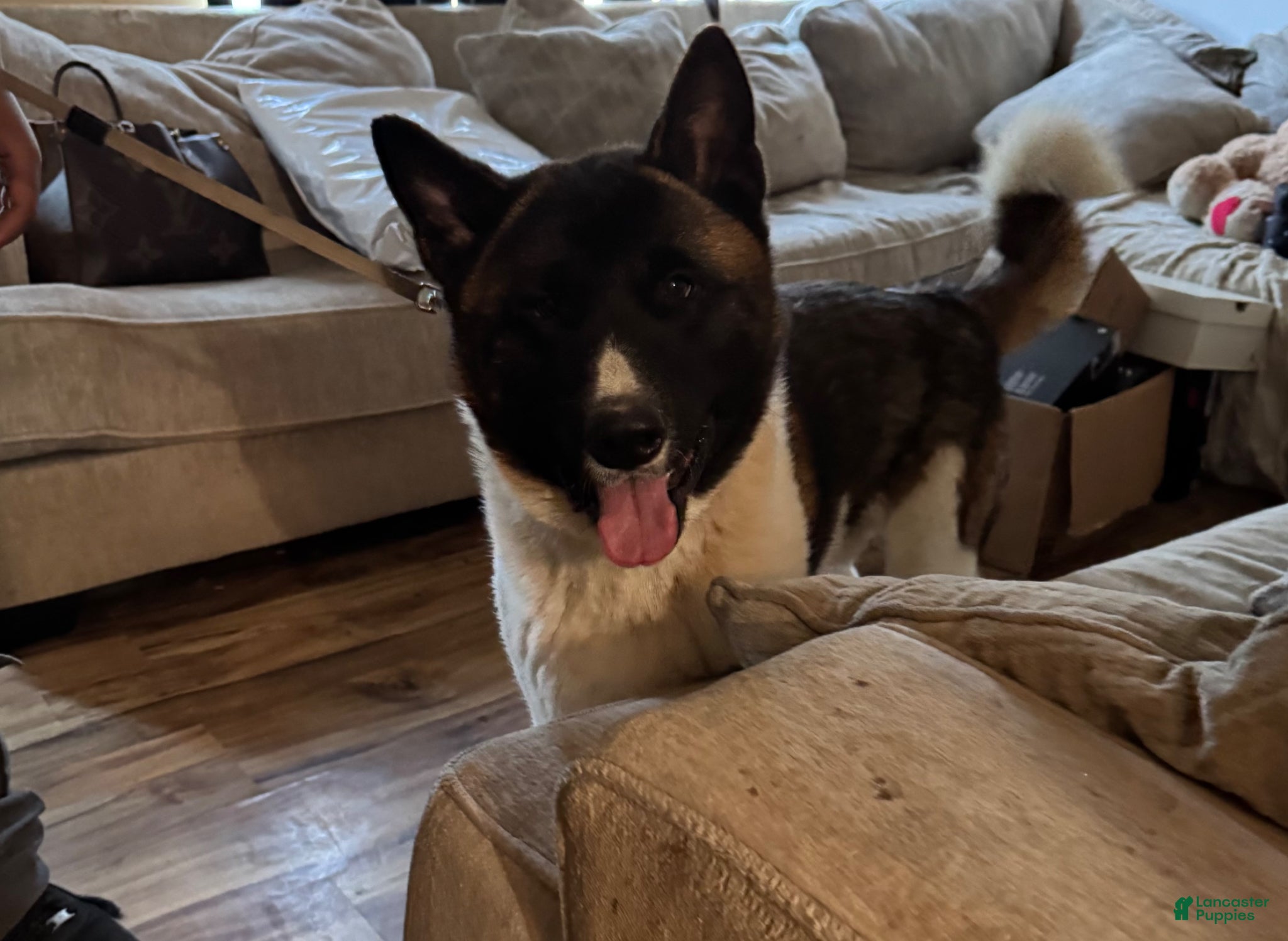 Akita dogs Akita Puppy 1 - Ad 2