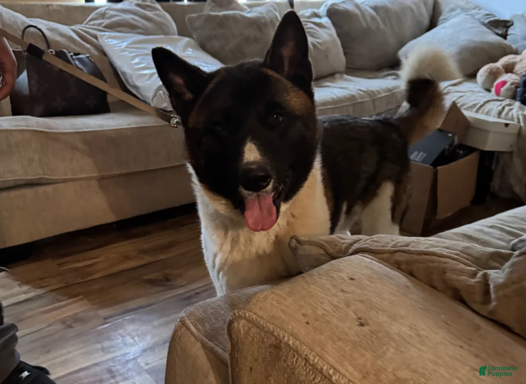 Akita dogs for sale: Akita Puppy 1 - Ad 2