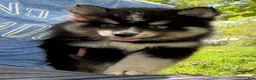 Pomsky dogs for sale: Thunder - Ad 6