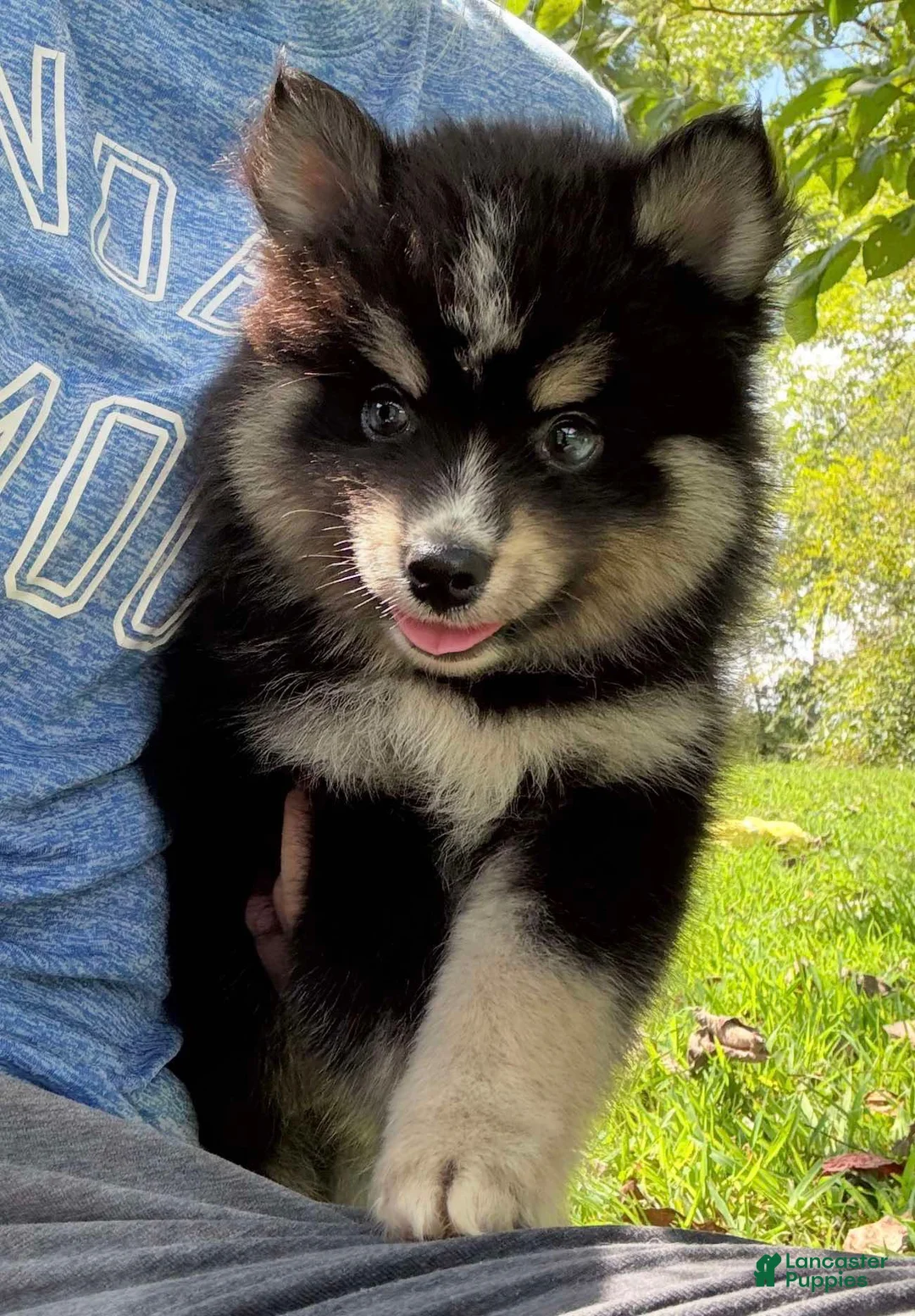 Pomsky dogs for sale: Thunder - Ad 6