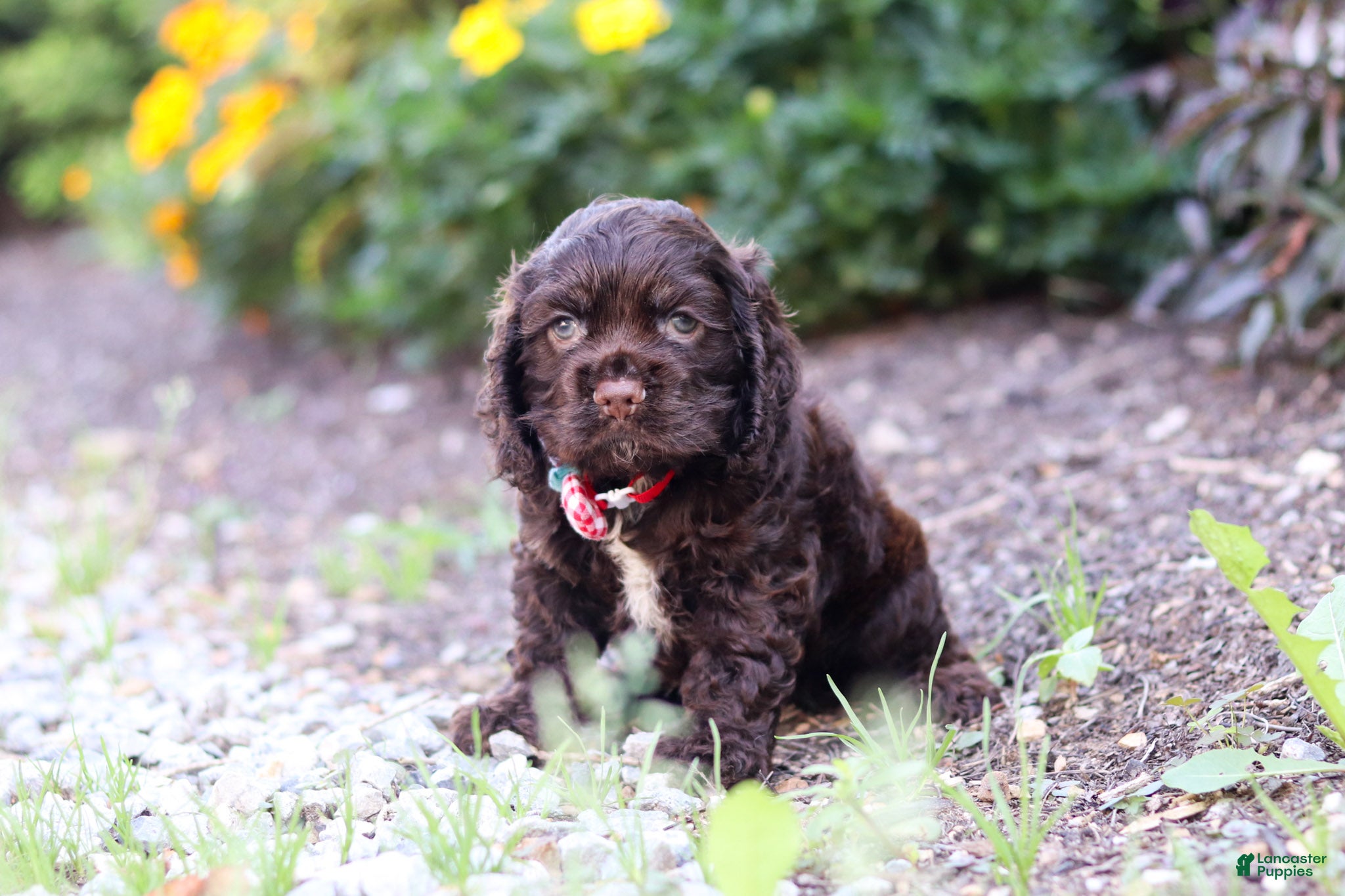 Cocker Spaniel dogs Kobe - Ad 1