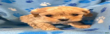 Cavapoo boy