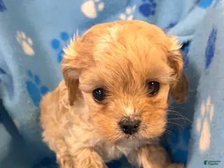 Cavapoo dogs Cavapoo boy - Ad 26