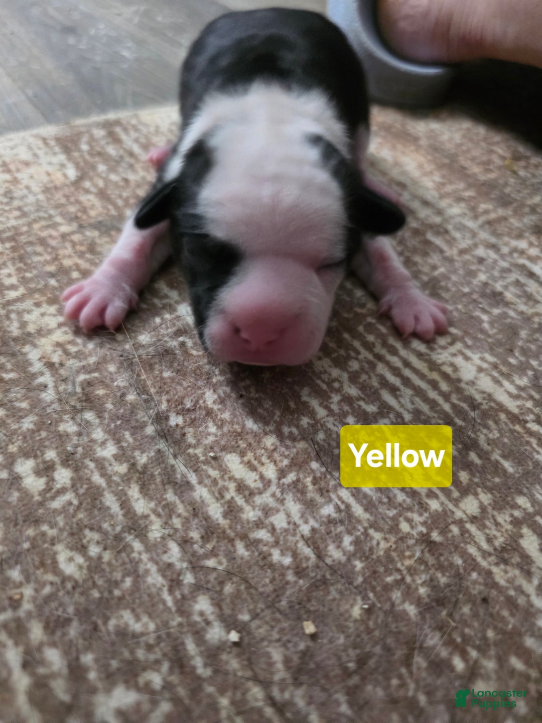 Mixed Breed dogs for sale: Yellow - Ad 11