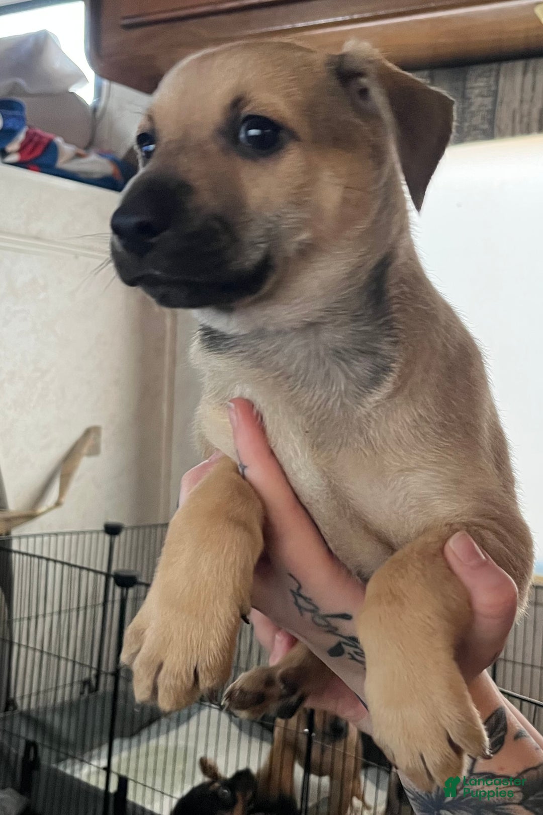 Mixed Breed dogs for sale: Mixed Breed Puppy 2 - Ad 2