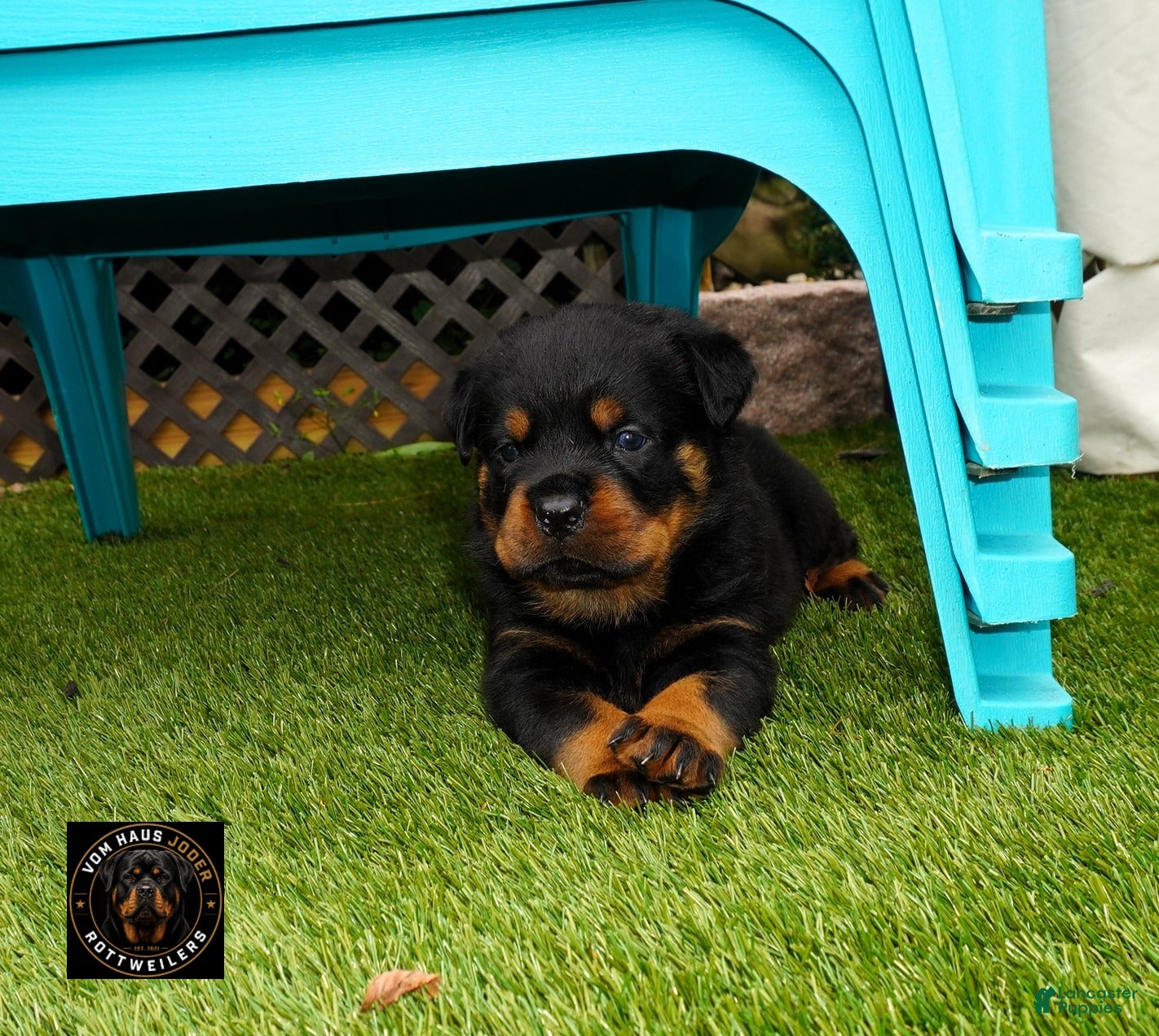 Rottweiler dogs EnZo - Ad 2