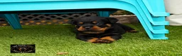 Rottweiler dogs for sale: EnZo - Ad 2