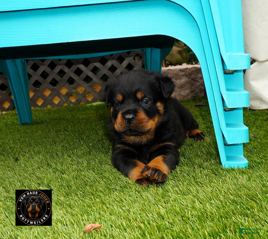 Rottweiler dogs for sale: EnZo - Ad 2