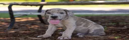 Great Dane dogs for sale: Archer - Ad 4