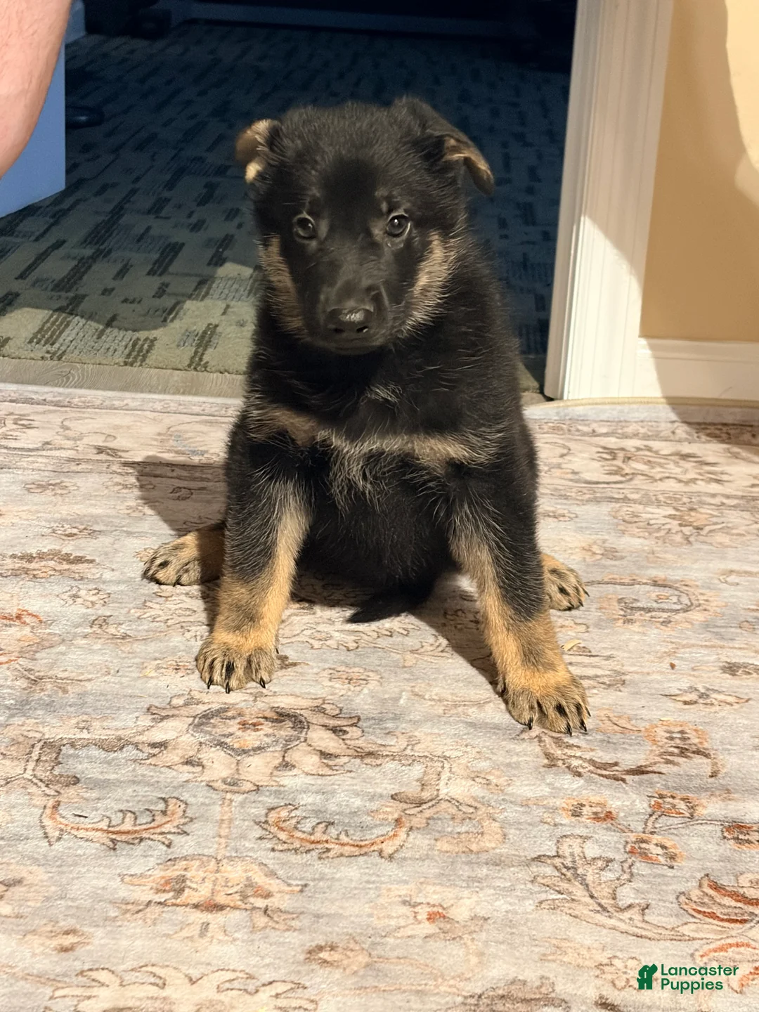 German Shepherd dogs for sale: German Shepherd Puppy 4 - Ad 4