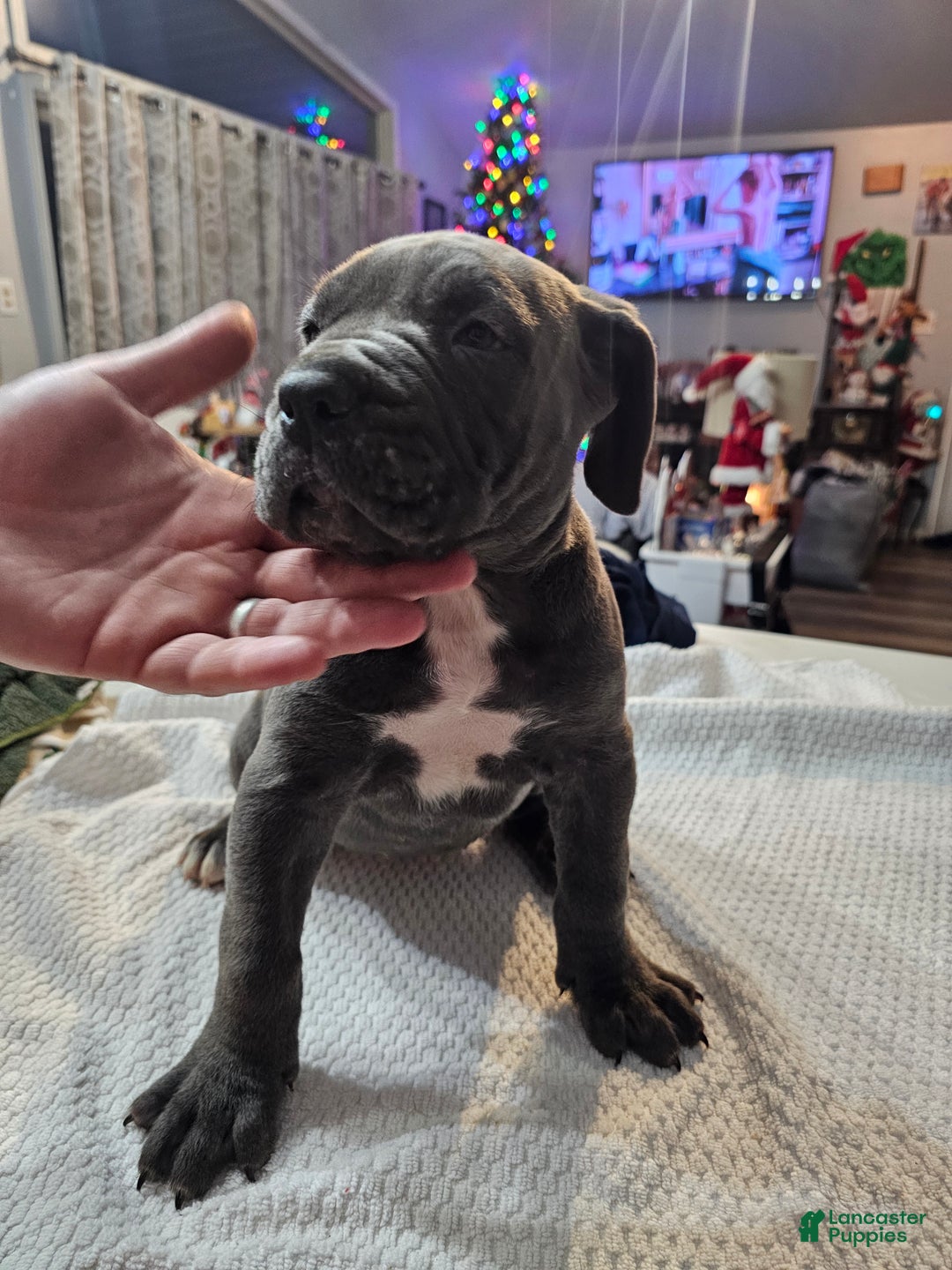 Cane Corso dogs for sale: Scarlett - Ad 3