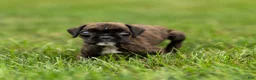 Boxer dogs for sale: Lisa Boxer Puppy  - Ad 6