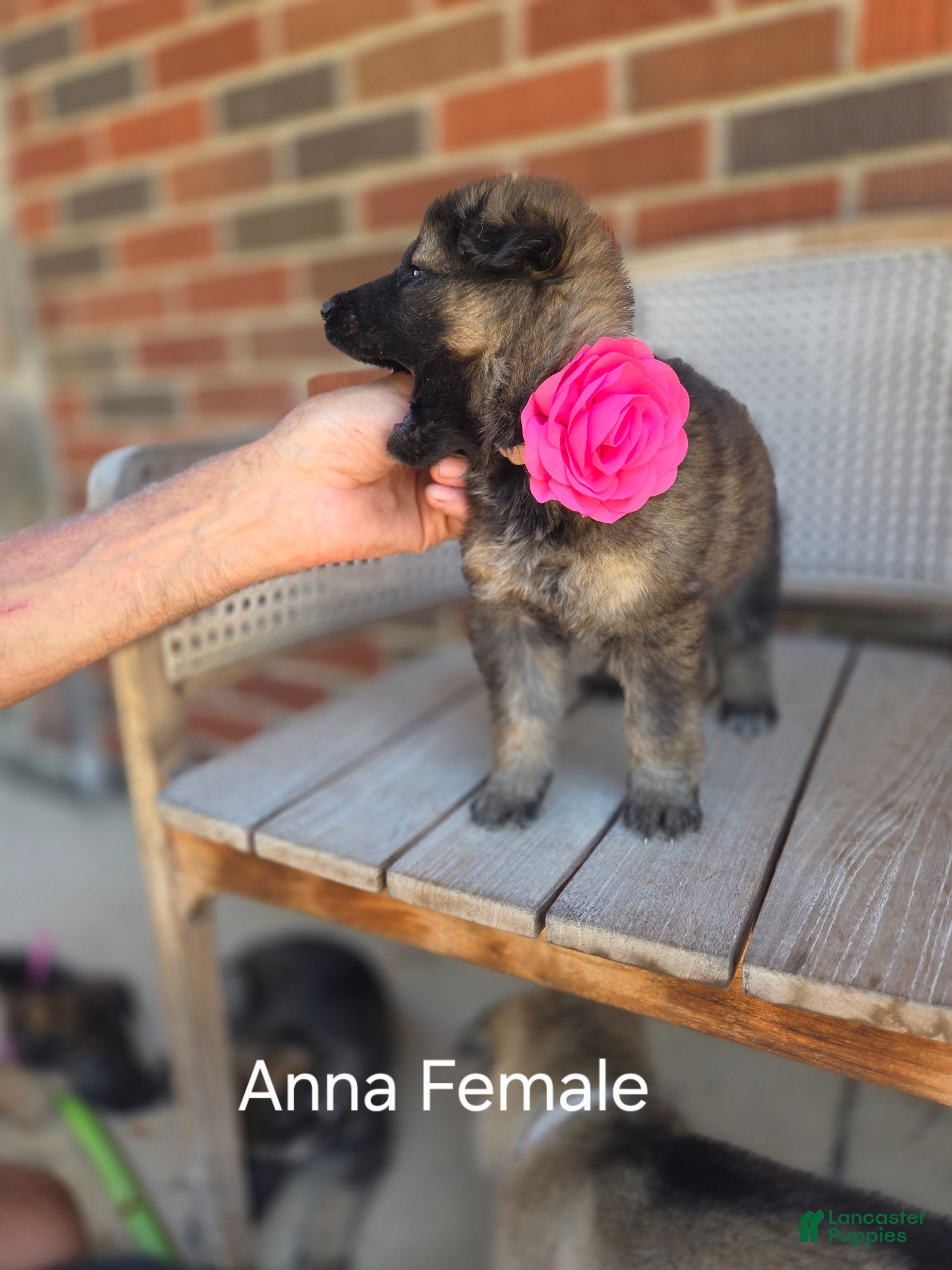 German Shepherd dogs ANNA - Ad 2