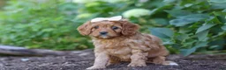 Cavapoo dogs for sale: Iylla - Ad 4