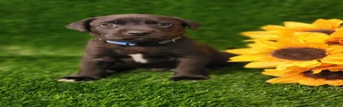 Zazu (dark blue collar)