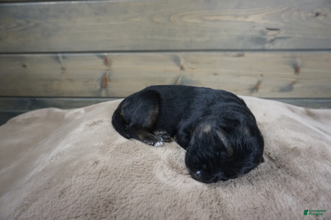 German Shepherd dogs for sale: Caleesi - Ad 3