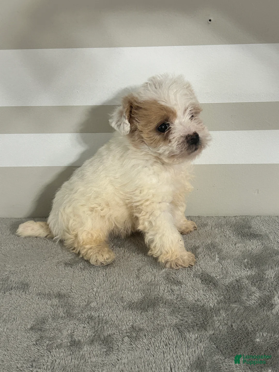Maltipoo dogs for sale: Brandon - Ad 4