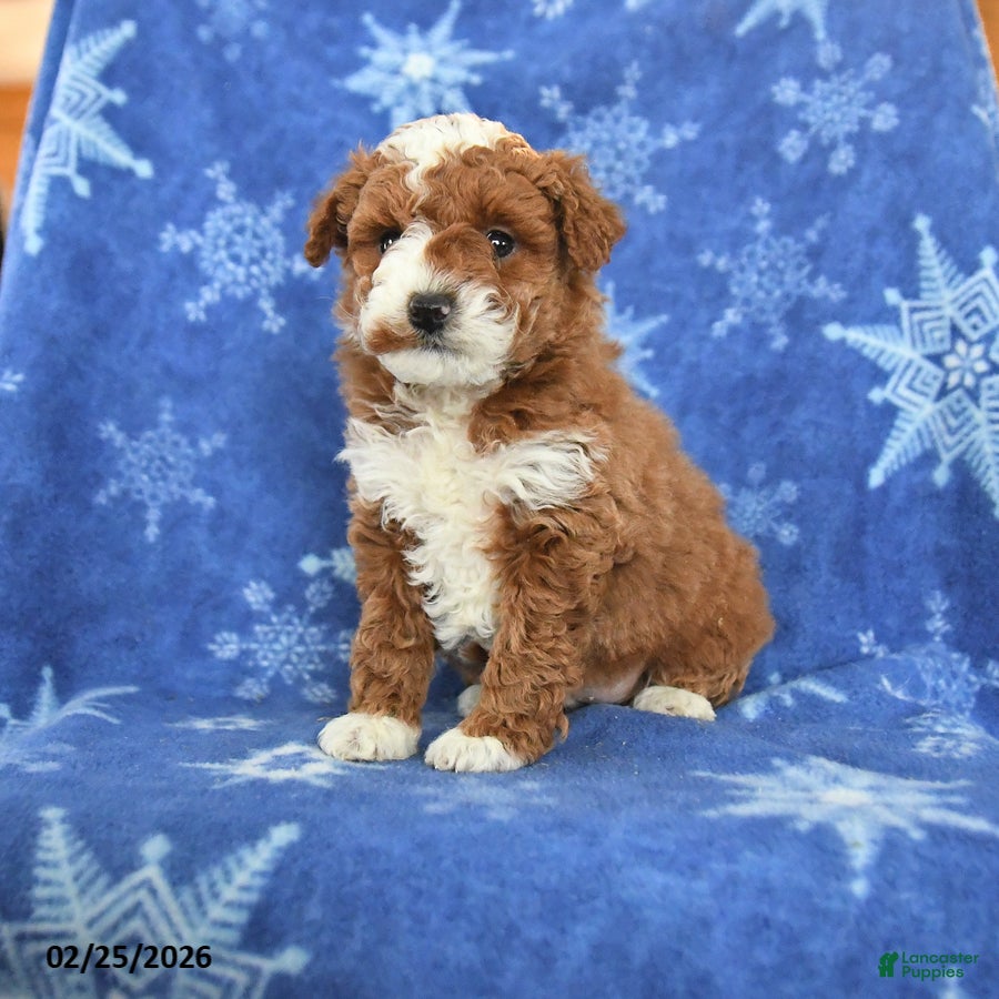 Miniature Poodle dogs Fable - Ad 1