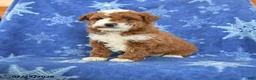 Miniature Poodle dogs for sale: Fable - Ad 1