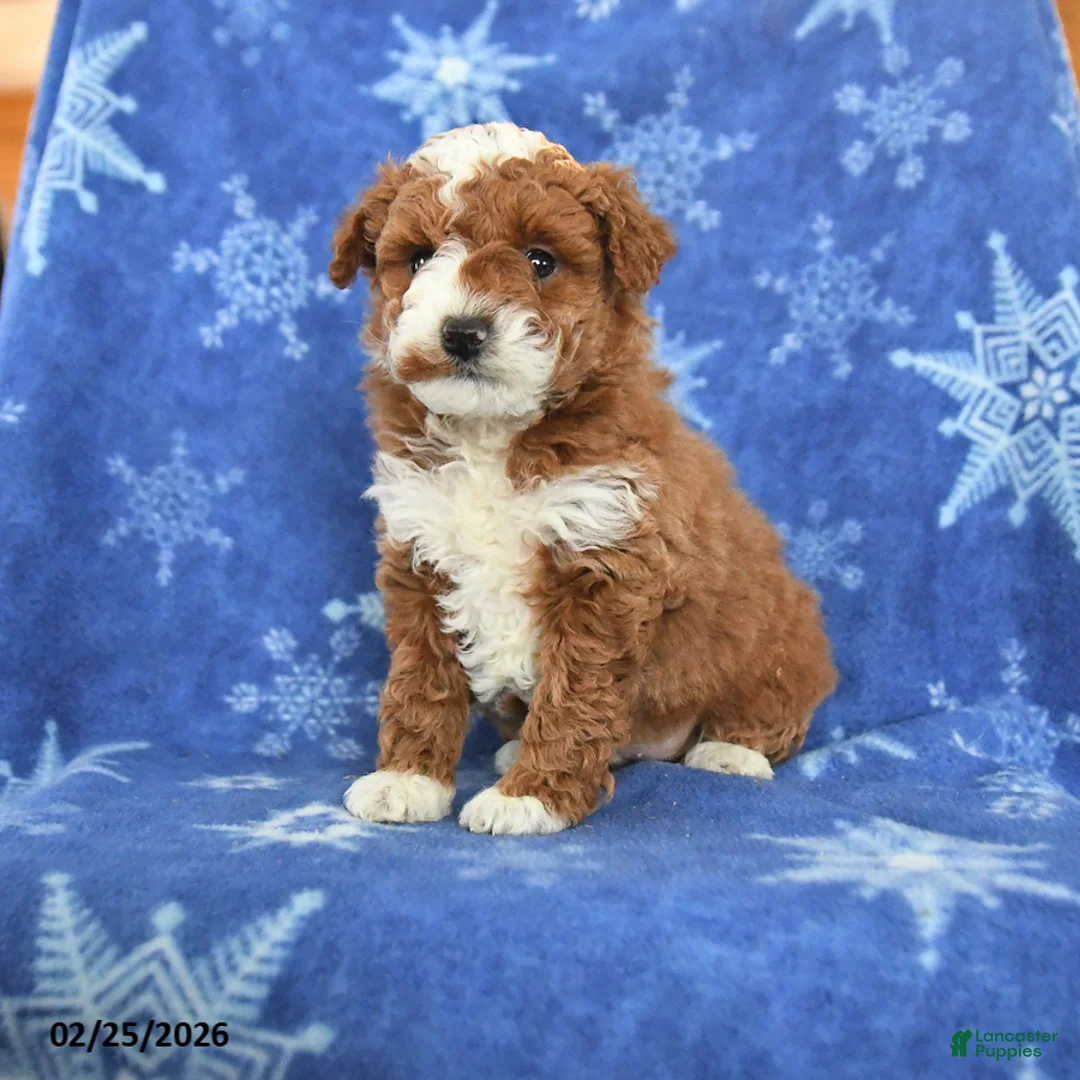 Miniature Poodle dogs for sale: Fable - Ad 1