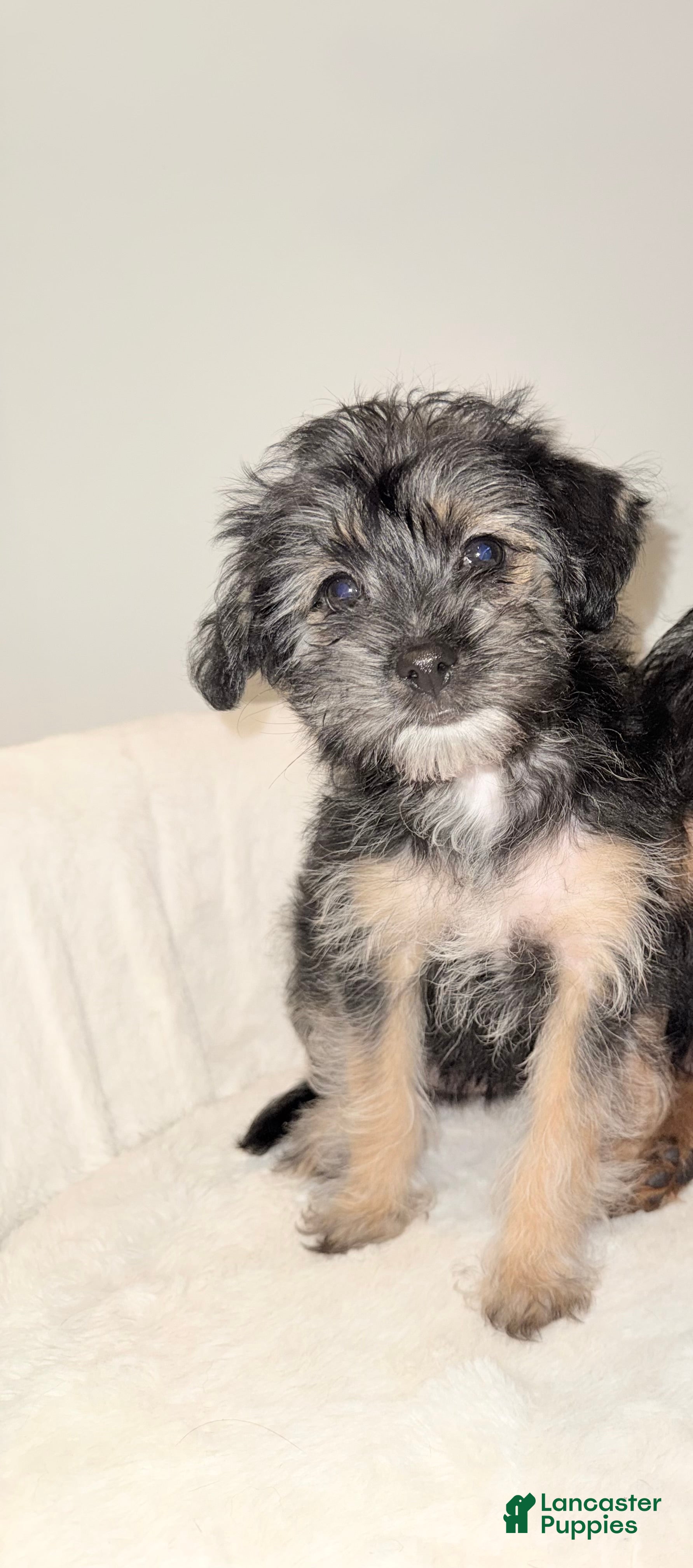 Morkie dogs Morkie Puppy 1 - Ad 22