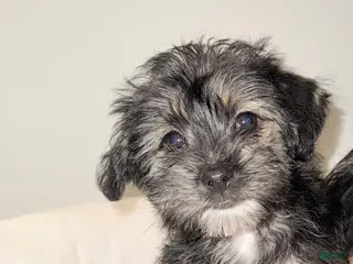 Morkie dogs Morkie Puppy 1 - Ad 11