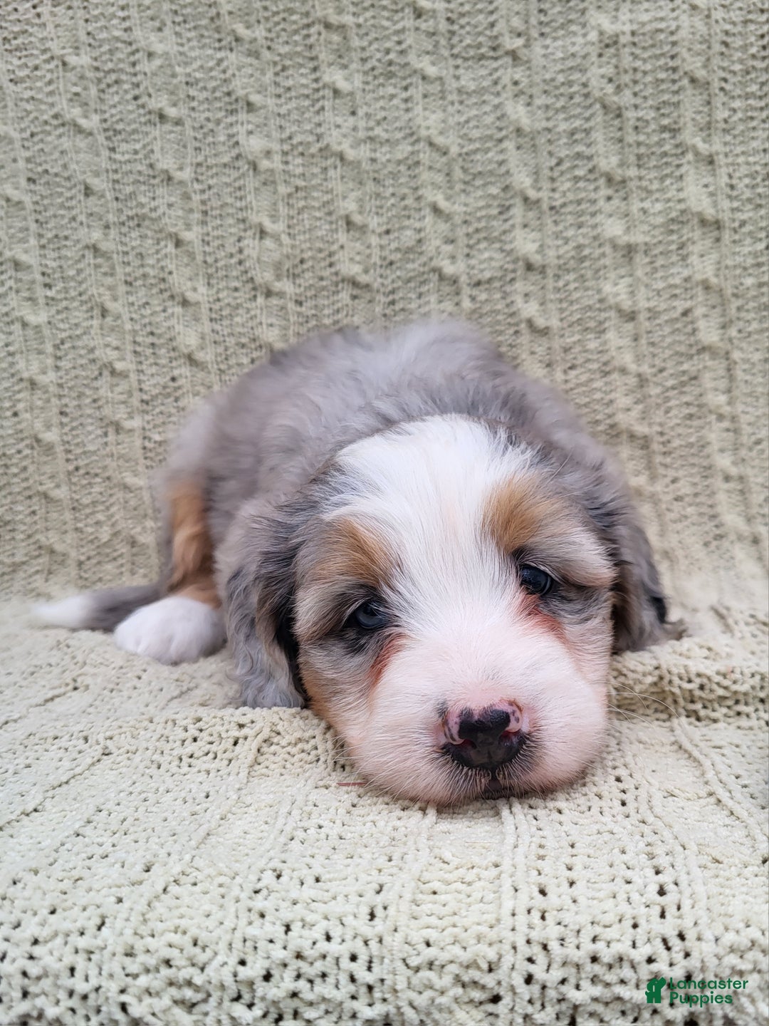 Mini Bernedoodle dogs for sale: Savanna - Ad 4