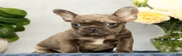 French Bulldog dogs for sale: Paula - Ad 7
